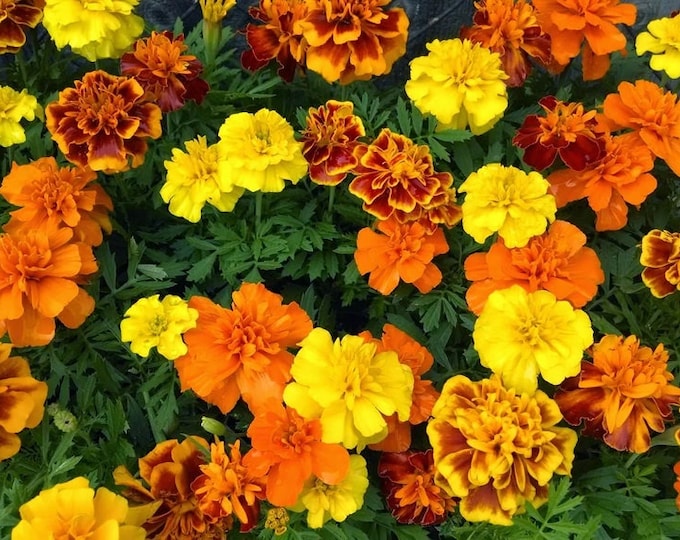 Sparky Blend Marigold Seeds