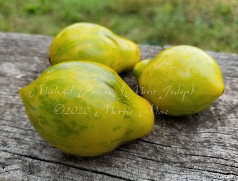 Michael Pollan mint Julep Tomato Seeds Organically Grown Etsy