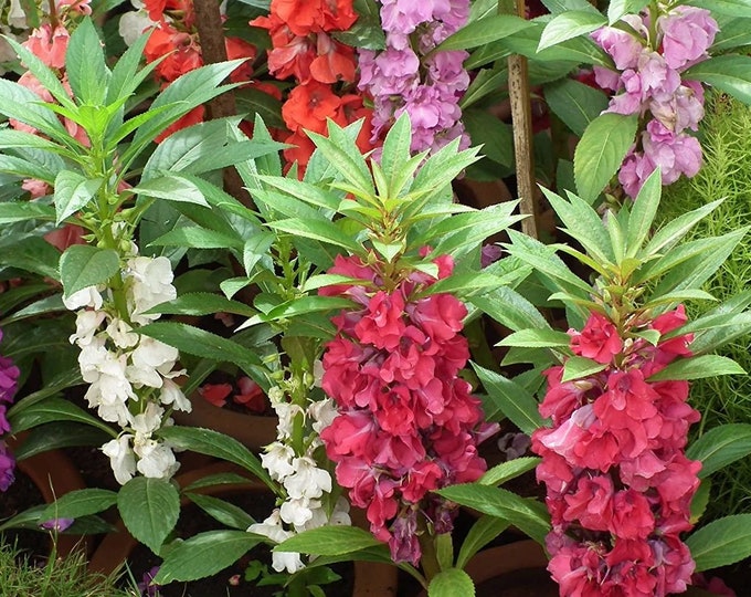 Camilia Flowered Blend Balsam Seeds -- Organically Grown, non-GMO, Heirloom, Made in Wisconsin - USA
