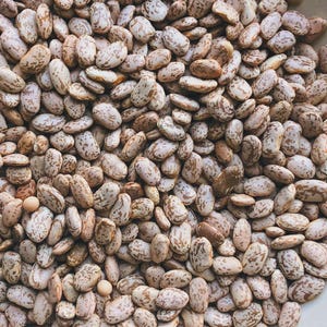 Quincy Pinto Bean Seed