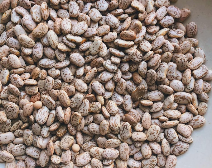 Quincy Pinto Bean Seed
