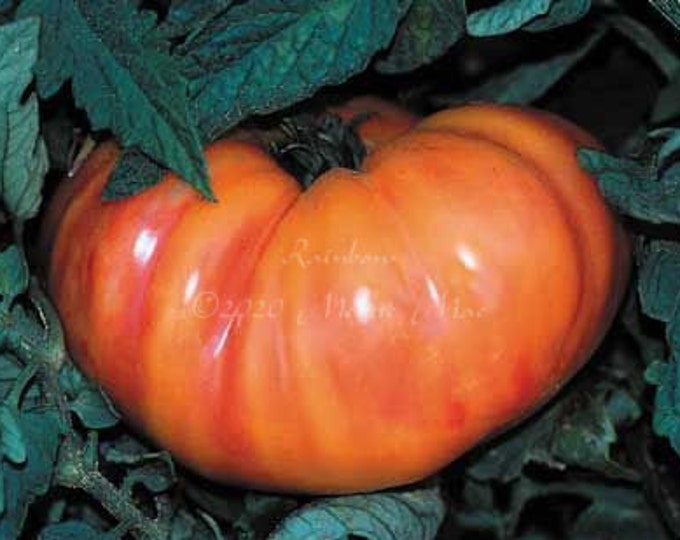 Rainbow Tomato Seeds -- Organically Grown, non-GMO, Heirloom, Made in Wisconsin - USA