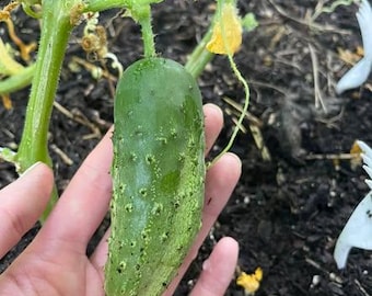National Pickling Cucumber Seeds -- Organically Grown, non-GMO, Heirloom, Made in Wisconsin - USA