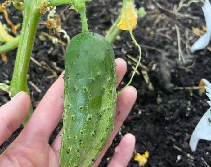 National Pickling Cucumber Seeds -- Organically Grown, non-GMO, Heirloom, Made in Wisconsin - USA