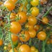 Organically Grown, non-GMO, Heirloom Gold Currant Tomato Seed