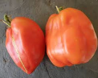 Pink Oxheart Tomato Seed -- Organically Grown, non-GMO, Heirloom, Made in Wisconsin - USA