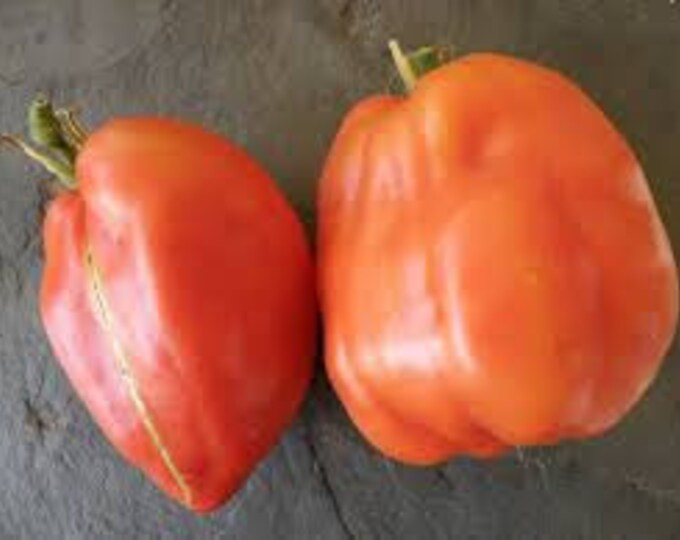 Pink Oxheart Tomato Seed -- Organically Grown, non-GMO, Heirloom, Made in Wisconsin - USA