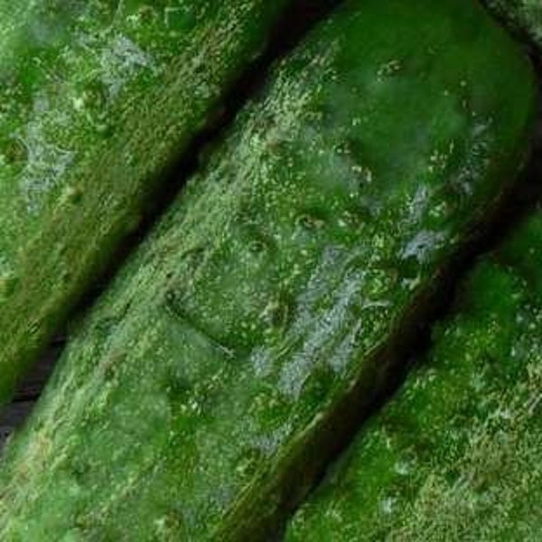 Russian Pickling Cucumber Seeds -- Organically Grown, non-GMO, Heirloom, Made in Wisconsin - USA