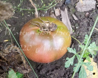 Watermelon Beefsteaks -- Organically Grown, non-GMO, Heirloom, Made in Wisconsin - USA