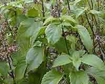 Clove Scented Basil Seed