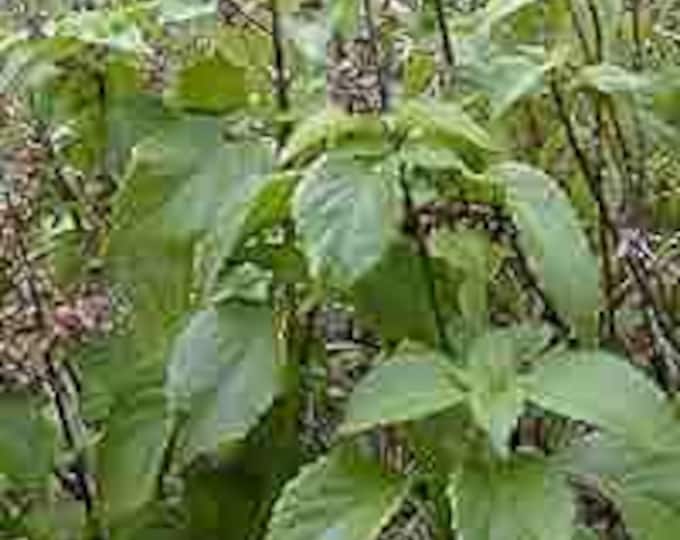 Clove Scented Basil Seed