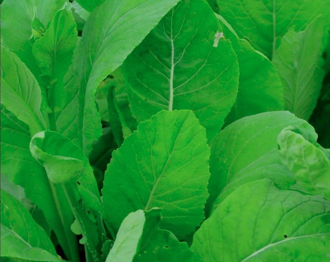 Tendergreen Mustard Greens Seeds -- Organically Grown, non-GMO, Heirloom, Made in Wisconsin - USA