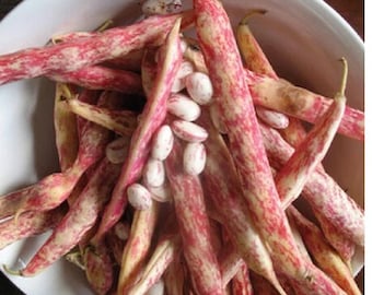 Vermont Cranberry Bean, Bush Dry Bean Seed, Grown in Wisconsin, Organic, non-GMO, Biodynamic