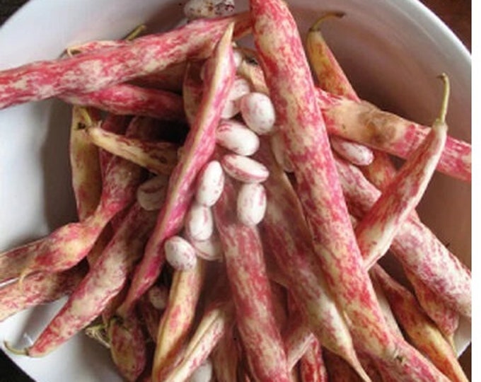 Vermont Cranberry Bean, Bush Dry Bean Seed, Grown in Wisconsin, Organic, non-GMO, Biodynamic