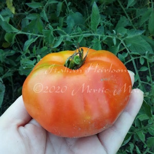 Italian Heirloom Tomato Seeds -- Organically Grown, non-GMO, Heirloom, Made in Wisconsin - USA
