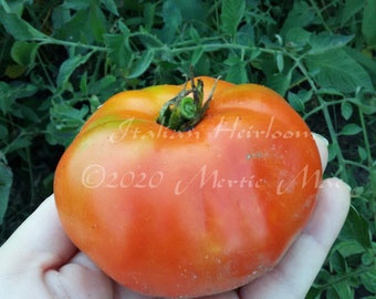 Italian Heirloom Tomato Seeds -- Organically Grown, non-GMO, Heirloom, Made in Wisconsin - USA