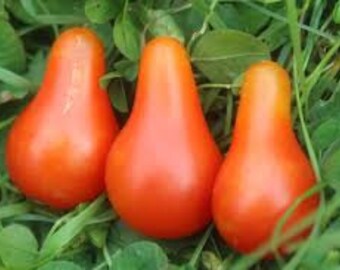 Red Jug Tomato Seeds -- Organically Grown, non-GMO, Heirloom, Made in Wisconsin - USA