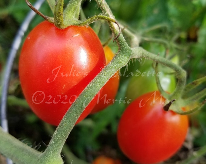 Julie's Saladette Tomato Seed -- Organically Grown, non-GMO, Heirloom, Made in Wisconsin - USA