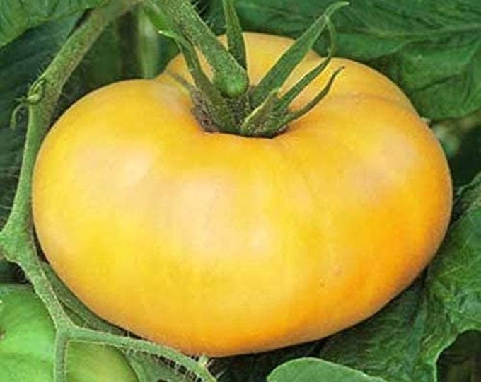 Orange Brandywine Tomato Seed