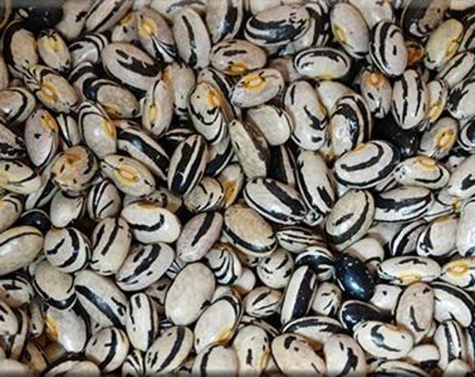 Peregion Bush Dry Bean Seed -- Guaranteed 100% pure strain with all bicolor seeds
