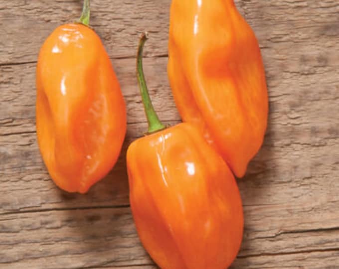Habanero Hot Pepper Seeds -- Organically Grown, non-GMO, Heirloom, Made in Wisconsin - USA