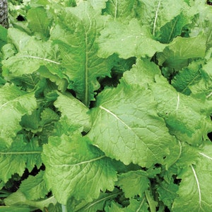 Florida Broadleaf Mustard Greens Seed