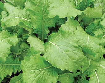Florida Broadleaf Mustard Greens Seed