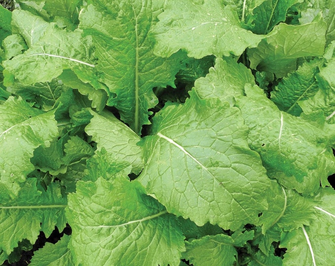 Florida Broadleaf Mustard Greens Seed