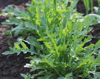 Speedy Arugula Seed | Various Packet Sizes | Eruca vesicaria | Organically Grown, Non-GMO, Grown in the USA