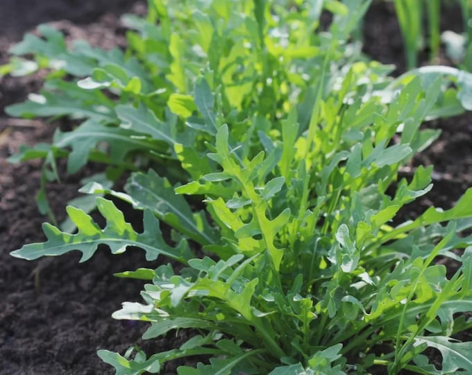 Speedy Arugula Seed | Various Packet Sizes | Eruca vesicaria | Organically Grown, Non-GMO, Grown in the USA
