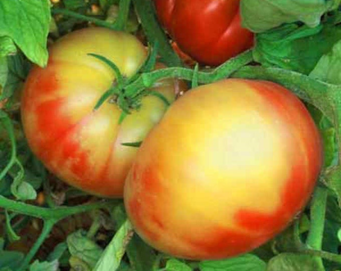 Virginia Sweets Tomato Seeds -- Organically Grown, non-GMO, Heirloom, Made in Wisconsin - USA