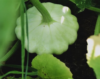 Benning's Green Tint Scallop Summer Squash Seed
