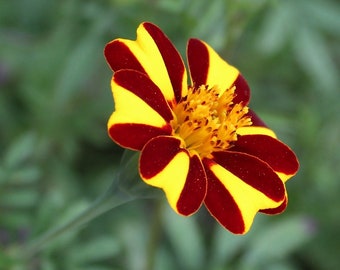 Jolly Jester Marigold Seeds