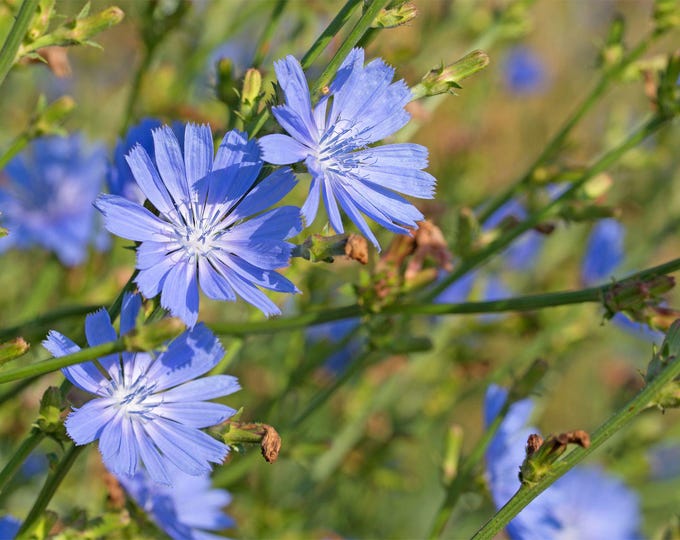 Wild Chicory Seeds -- Organically Grown, non-GMO, Heirloom, Made in Wisconsin - USA