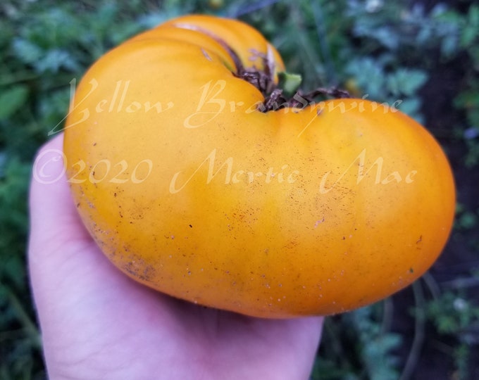 Yellow Brandywine Tomato Seeds -- Organically Grown, non-GMO, Heirloom, Made in Wisconsin - USA