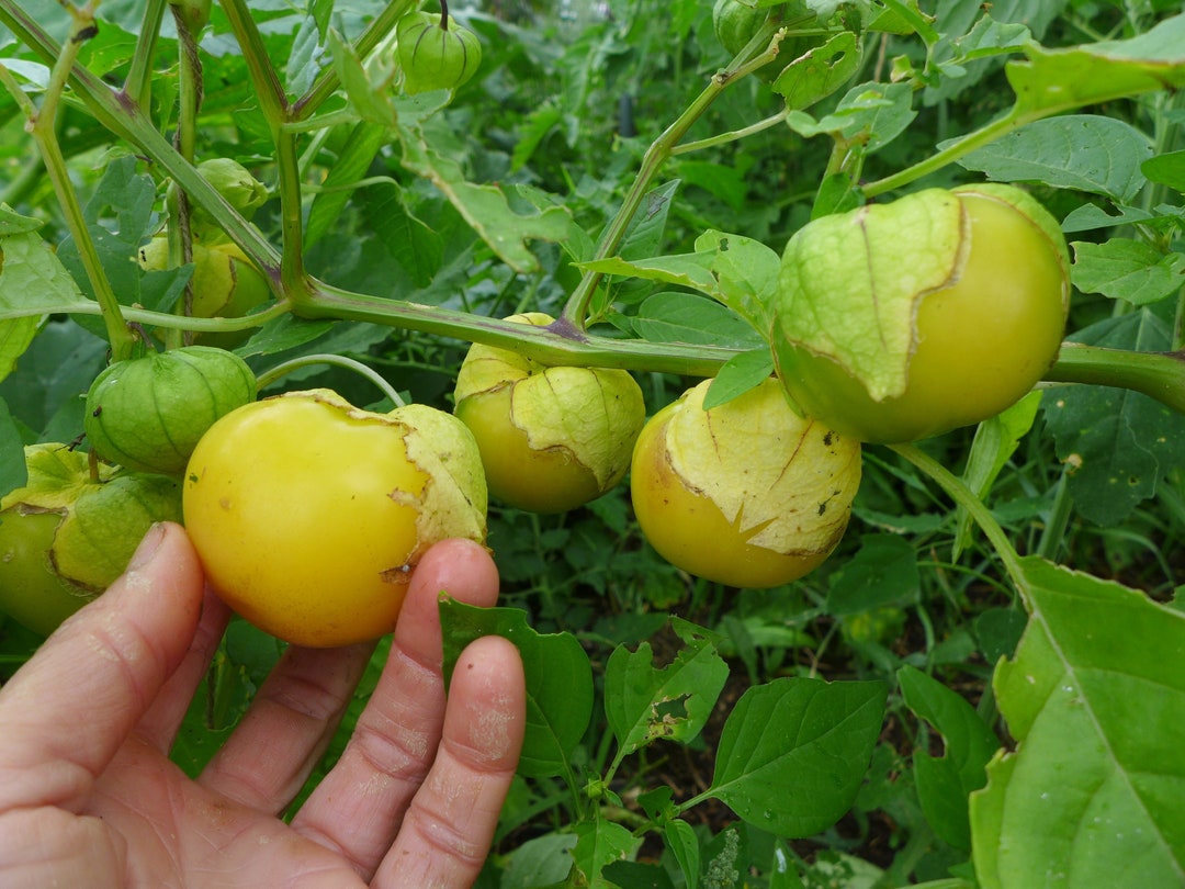 Dr Wyche's Yellow Tomatillo Seeds Organically Grown, Nongmo, Heirloom
