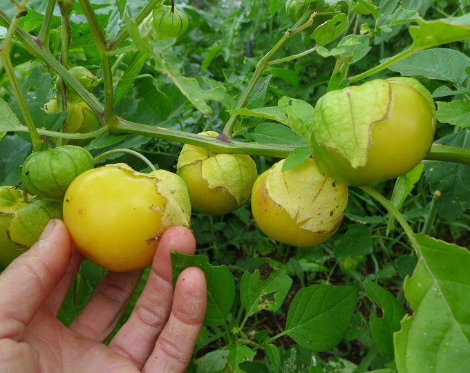 Dr Wyche's Yellow Tomatillo Seeds -- Organically Grown, non-GMO, Heirloom, Made in Wisconsin - USA