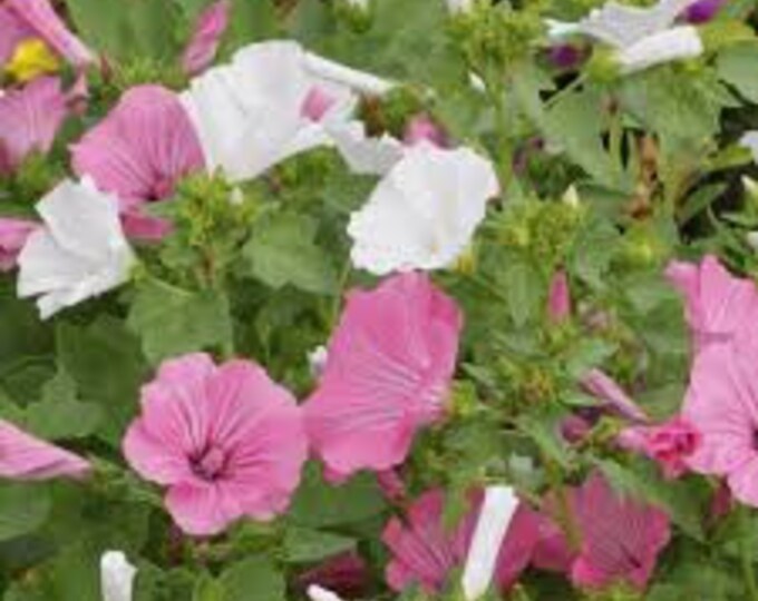 Spanish Summer Blend Lavatera Seeds