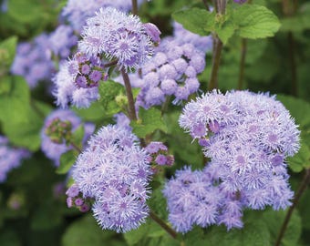 Tall Blue Heirloom Ageratum Seed -- Organically Grown, non-GMO, Heirloom, Made in Wisconsin - USA