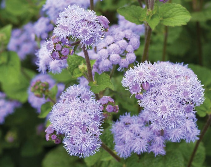 Tall Blue Heirloom Ageratum Seed -- Organically Grown, non-GMO, Heirloom, Made in Wisconsin - USA