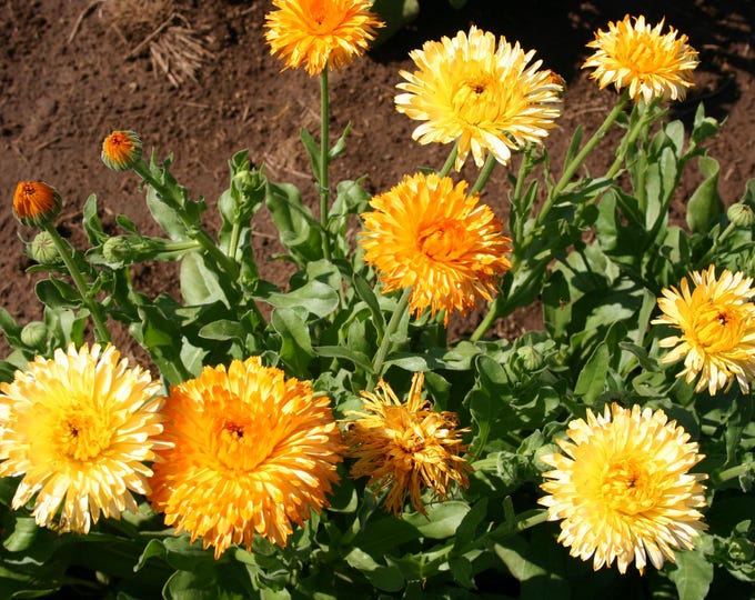 Pacific Beauty Blend Calendula Seeds