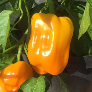 Golden California Wonder Sweet Pepper