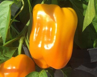 Golden California Wonder Sweet Pepper