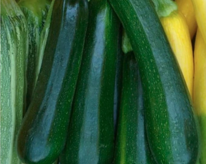 Dark Green Zucchini Seed