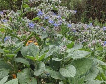 Borage Seeds