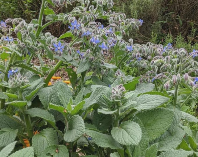 Borage Seeds
