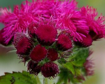 Red Flint Ageratum Seed -- Organically Grown, non-GMO, Heirloom, Made in Wisconsin - USA