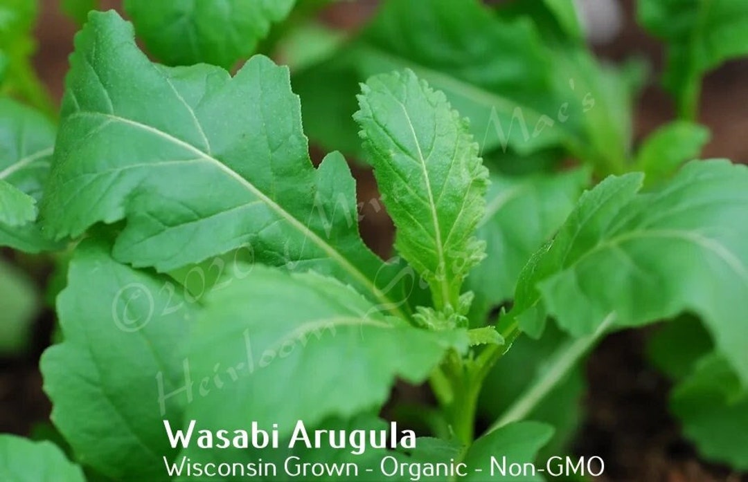 Wasabi Arugula Seed Various Packet Sizes Diplotaxis Erucoides