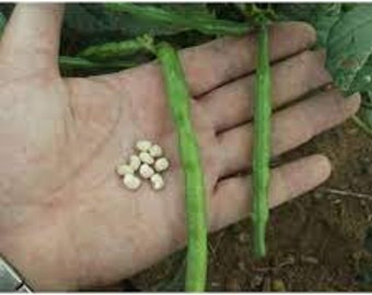 Texas Cream Cowpea (Southern Pea) Seed