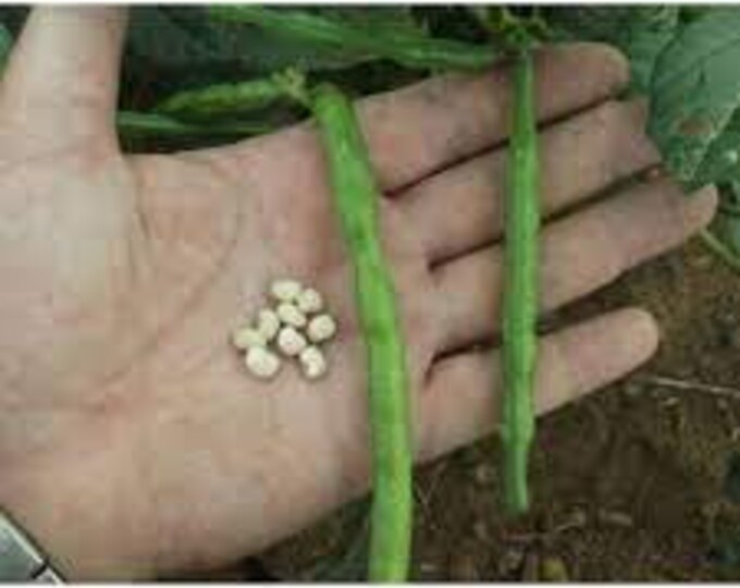 Texas Cream Cowpea (Southern Pea) Seed